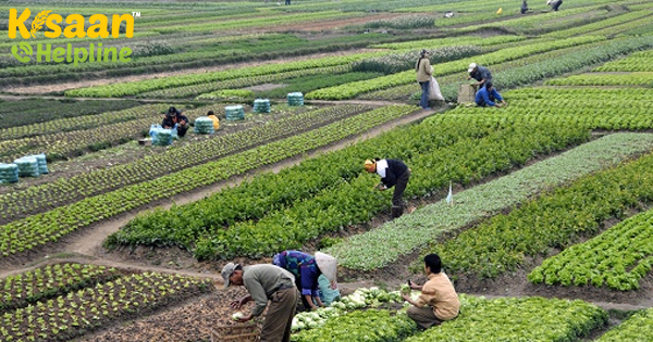 भारत प्रभावी नीतियों के साथ शीर्ष-5 कृषि वस्तु निर्यातकों में से एक हो सकता है: रिपोर्ट